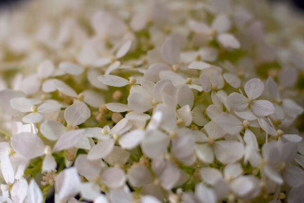 写真 白い花。ジャスミンの花