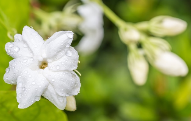 白い花、ジャスミン（Jasminum sambac L.）