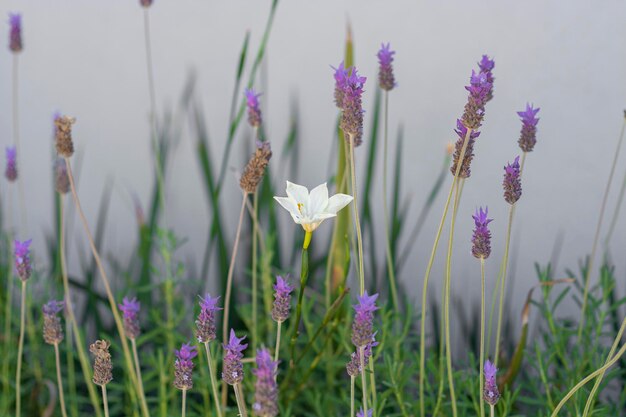 白い背景のラベンダーの花の中で白い花