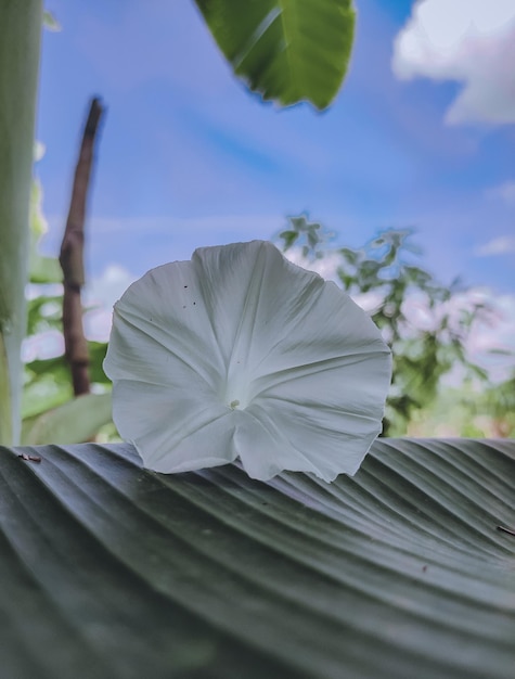 A white flower on a leaf that is shaped like a leaf