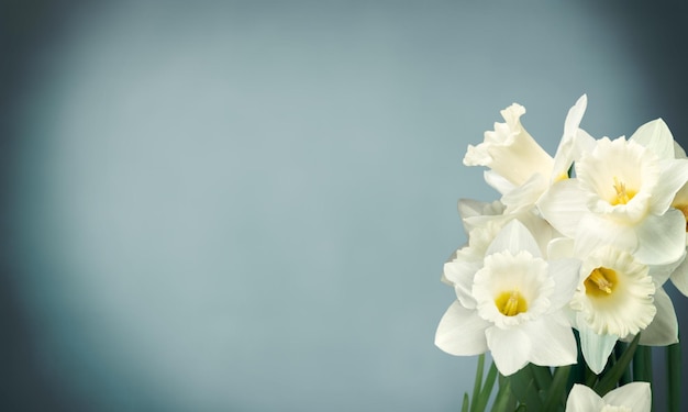 White flower lilies on black background