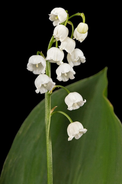 White flower of lily of the valley lat Convallaria majalis isolated on black background