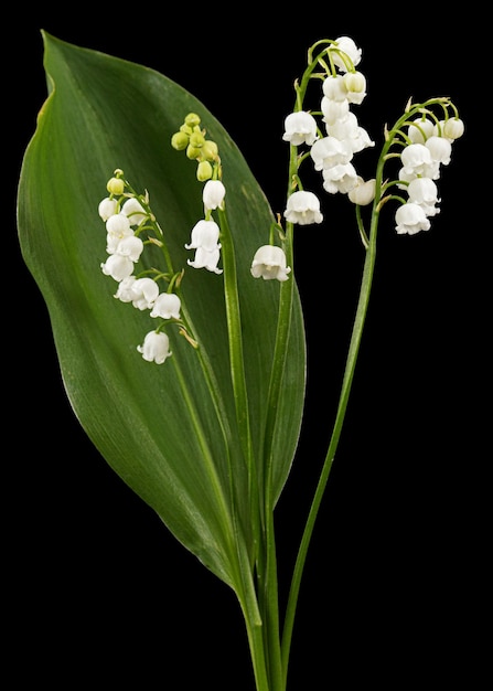 White flower of lily of the valley lat Convallaria majalis isolated on black background