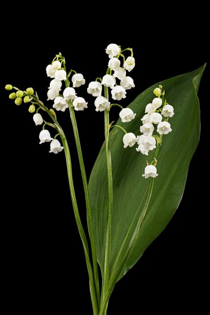 은방울꽃 위도 Convallaria majalis 검은 배경에 고립의 흰 꽃