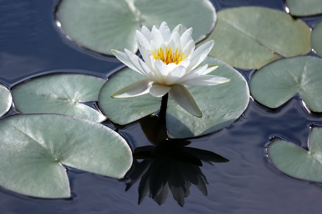 水に反射する白い花蓮