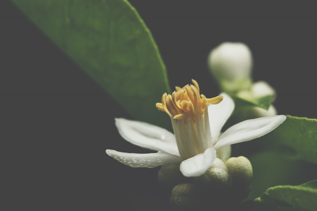 White flower macro background