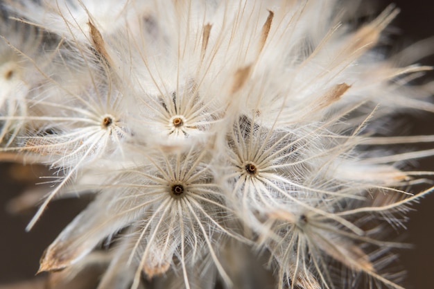 White flower macro