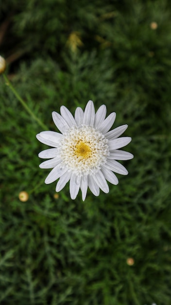 White flower Marguerite daisy or Argyranthemum frutescens or Paris daisy ornamental plant.