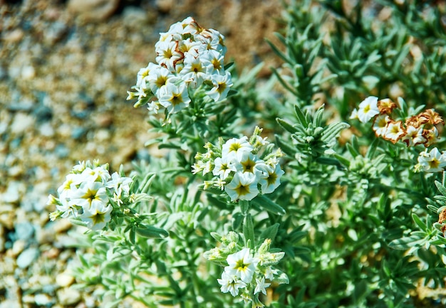 White flower , Mongolian Altai, mongolia