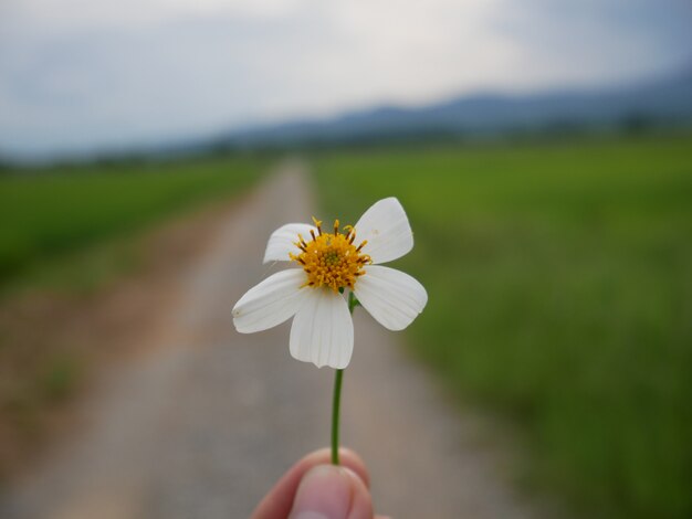 白い花と自然の背景