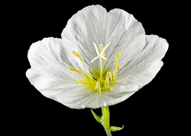 White flower of Oenothera isolated on black background