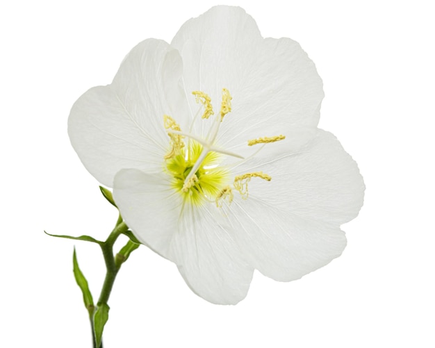 White flower of Oenothera isolated on white background