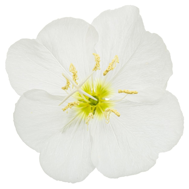 White flower of Oenothera isolated on white background