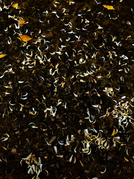 Foto la parte di fiore bianco che cade sul pavimento nero bagnato