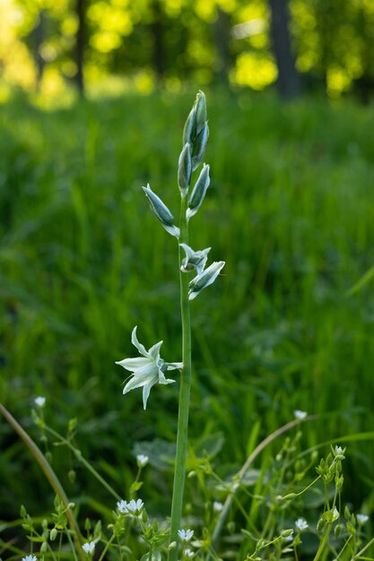 Photo a white flower on a plant in the grass