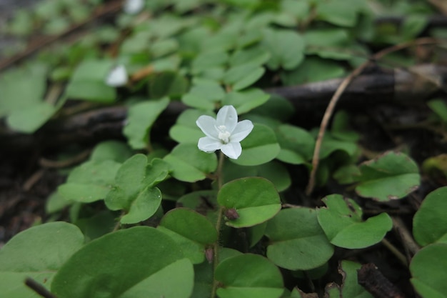 white  flower plants, flowers in the garden