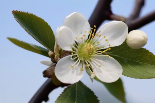 Photo white flower of plum