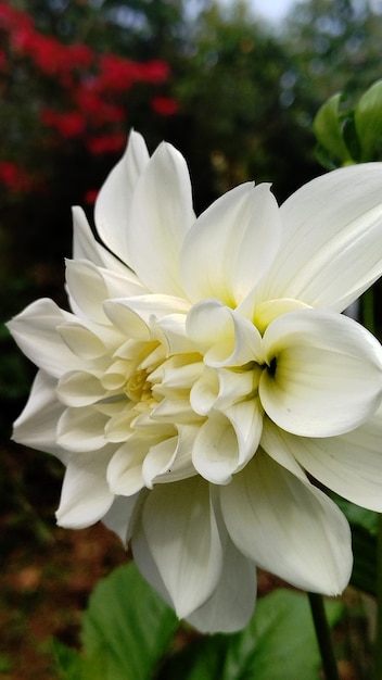 A white flower in a pot with red flowers.