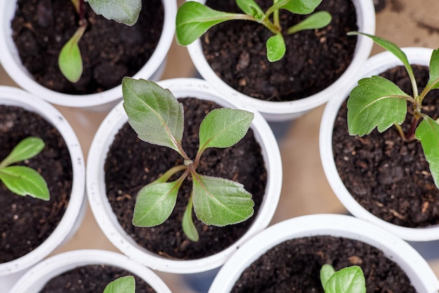 植えたての植物が入った白い植木鉢