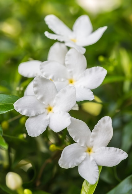 흰 꽃, Sampaguita 재 스민, 녹색 잎에 부드러운 흐리게 스타일에 배경 흐림.