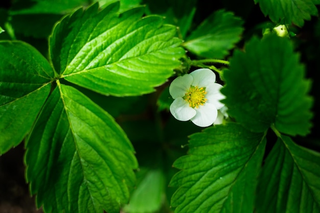 White flower strawberry in the garden close up