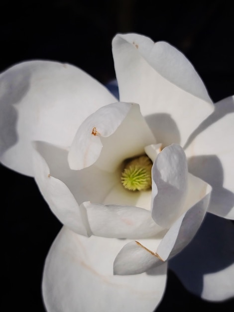 Photo white flower in the sun