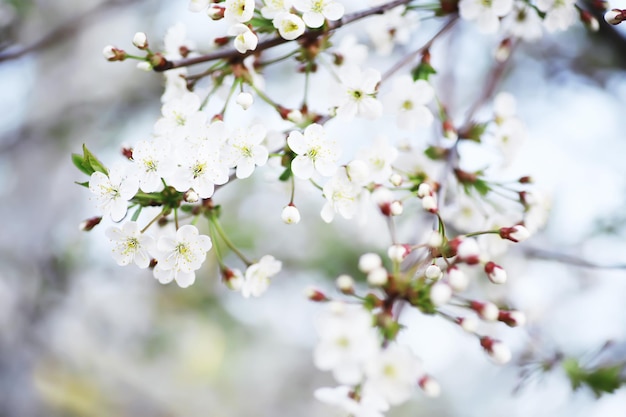 木の上の白い花 リンゴと桜 春の開花