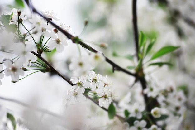 Белый цветок на дереве Цветы яблони и вишни Весеннее цветение