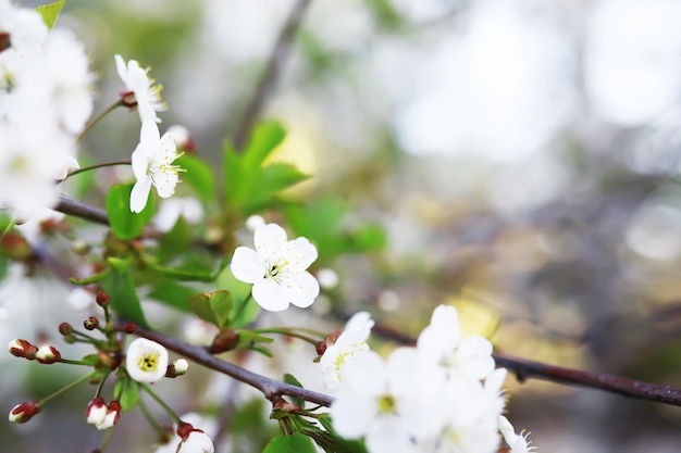 나무에 흰 꽃 사과와 벚꽃 봄 개화