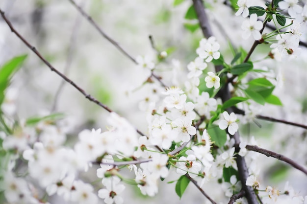 木の上の白い花 リンゴと桜 春の開花