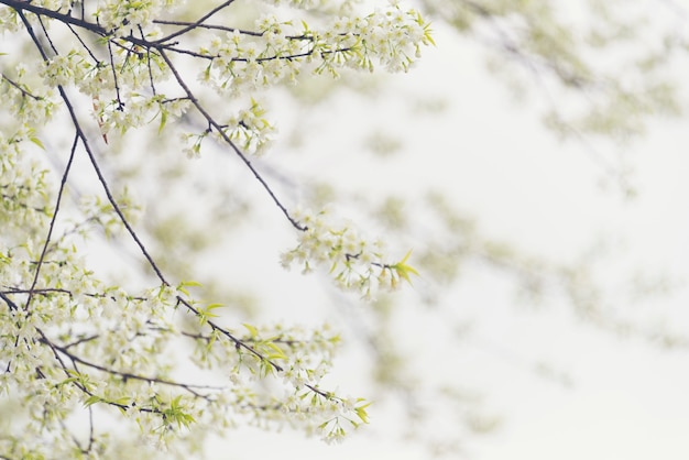 Albero del fiore bianco sullo sfondo della natura