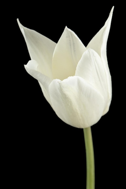 White flower of tulip isolated on black background