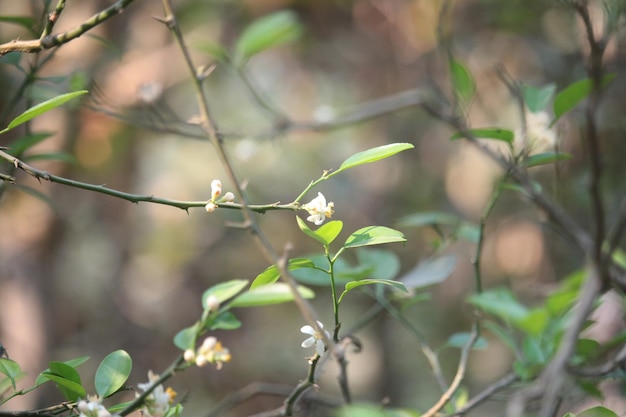 小枝に白い花