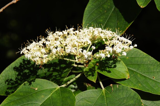 white flower on the vine among green leaves closeup on a summer day