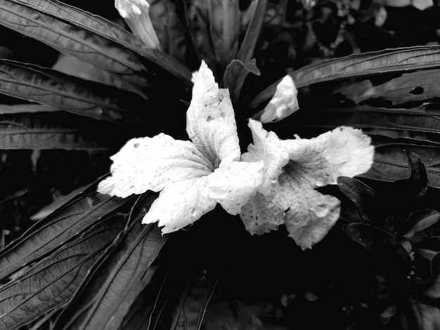 Fiore bianco sfondo vintage bella natura tonificante primavera natura design sole pianta