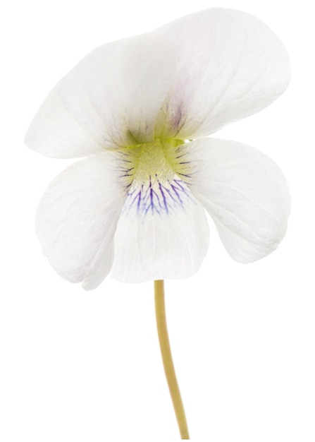 Белый цветок фиолетового лат Viola odorata изолирован на белом фоне