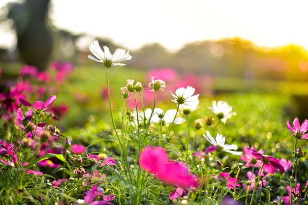 White flower on warm background in spring season