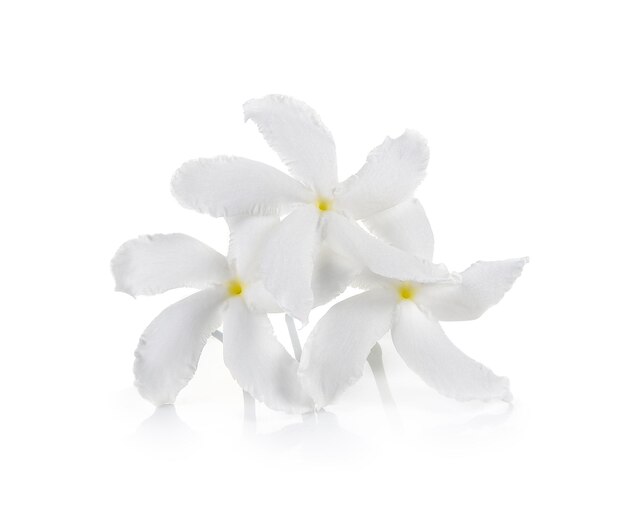 white flower on white background