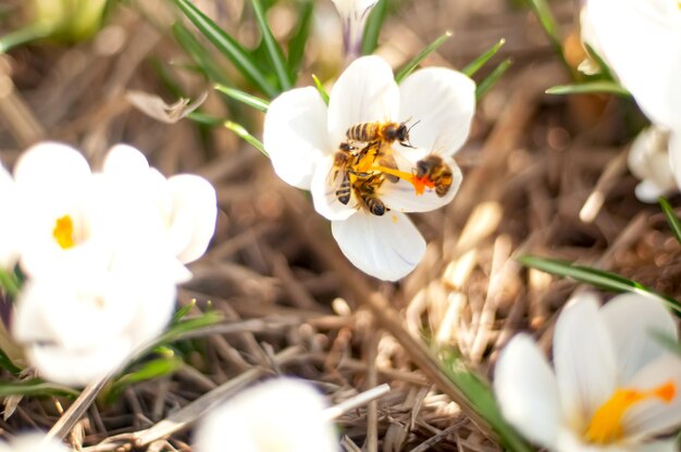 A white flower with a bee on it