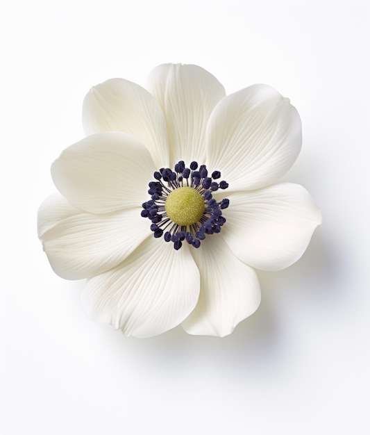 A white flower with a blue center on a white background