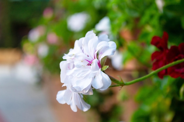배경이 흐릿한 흰 꽃