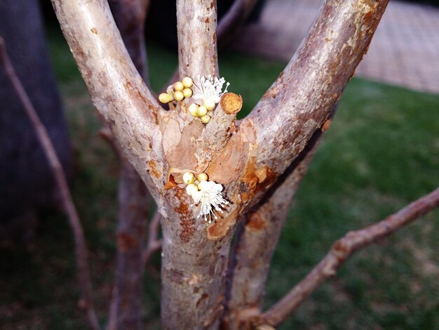 Photo white flower with buds growing from tree
