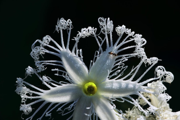 A white flower with a bug on it