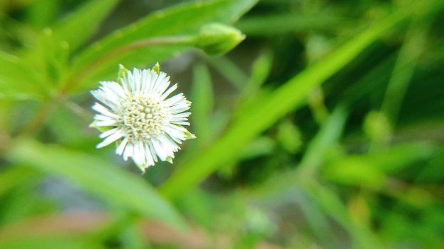 Foto fiore bianco con sfondo sfocato