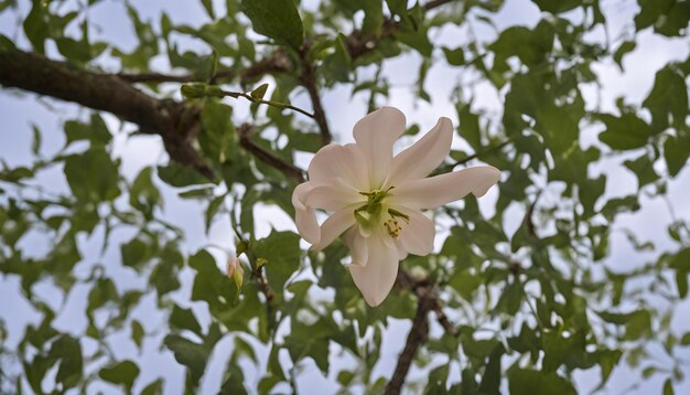 Photo a white flower with a green center that says  bloom