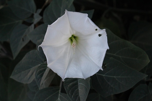 A white flower with green center