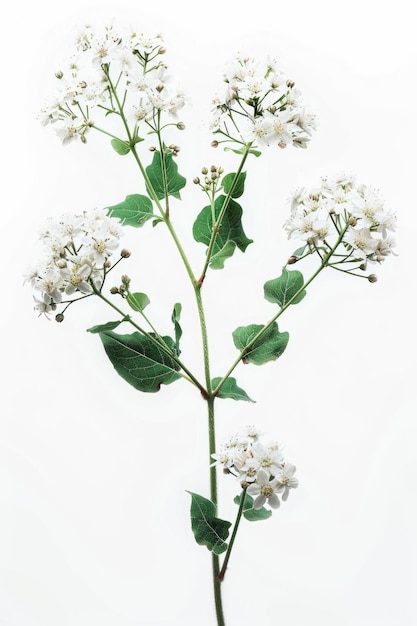 A white flower with green leaves The flower is the main focus of the image The image conveys a feeling of calmness and serenity