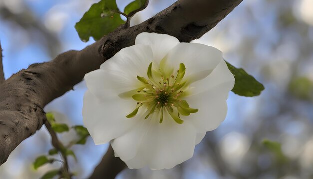 Photo a white flower with green leaves and a green bud