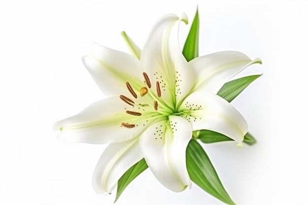 белый цветок с зелеными листьями на белой поверхности
