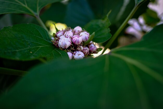 Foto fiore bianco con foglie verdi